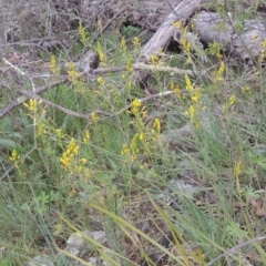 Bulbine glauca (Rock Lily) at Theodore, ACT - 20 Oct 2021 by MichaelBedingfield