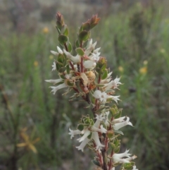 Brachyloma daphnoides (Daphne Heath) at Conder, ACT - 20 Oct 2021 by michaelb