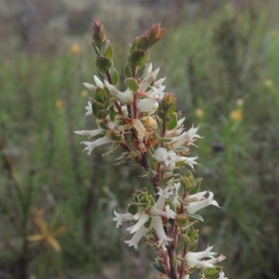 Brachyloma daphnoides (Daphne Heath) at Conder, ACT - 20 Oct 2021 by MichaelBedingfield
