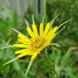 Tragopogon dubius at Isaacs, ACT - 28 Nov 2021 12:28 PM