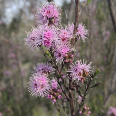 Kunzea parvifolia (Violet Kunzea) at Rob Roy Range - 20 Oct 2021 by michaelb