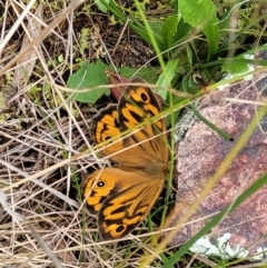 Heteronympha merope (Common Brown Butterfly) at Molonglo Valley, ACT - 28 Nov 2021 by trevorpreston