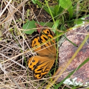 Heteronympha merope at Molonglo Valley, ACT - 28 Nov 2021 10:02 AM