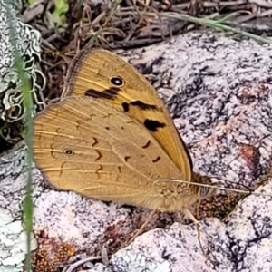 Heteronympha merope at Molonglo Valley, ACT - 28 Nov 2021 10:02 AM