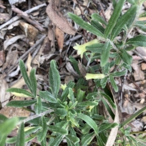 Billardiera scandens at Bruce, ACT - 28 Nov 2021 10:44 AM