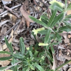 Billardiera scandens at Bruce, ACT - 28 Nov 2021