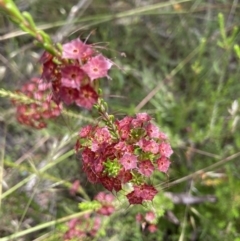 Calytrix tetragona (Common Fringe-myrtle) at Black Mountain - 27 Nov 2021 by Jenny54