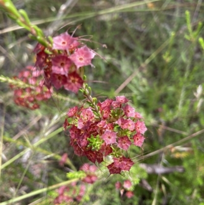 Calytrix tetragona (Common Fringe-myrtle) at Bruce, ACT - 27 Nov 2021 by Jenny54