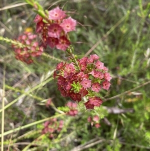 Calytrix tetragona at Bruce, ACT - 28 Nov 2021 10:49 AM