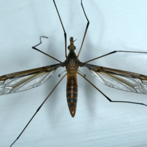 Leptotarsus (Macromastix) costalis at Ainslie, ACT - 24 Nov 2021