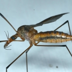 Leptotarsus (Macromastix) costalis at Ainslie, ACT - 24 Nov 2021