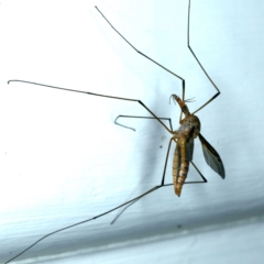 Leptotarsus (Macromastix) costalis at Ainslie, ACT - 24 Nov 2021