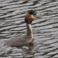 Podiceps cristatus (Great Crested Grebe) at Wayo, NSW - 27 Nov 2021 by rawshorty