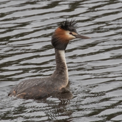 Podiceps cristatus (Great Crested Grebe) at Wayo, NSW - 27 Nov 2021 by rawshorty