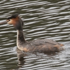 Podiceps cristatus at Wayo, NSW - 27 Nov 2021 10:15 AM