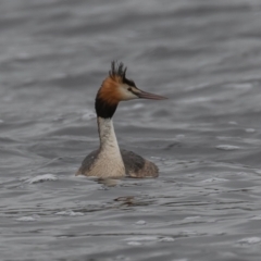 Podiceps cristatus at Wayo, NSW - 27 Nov 2021 10:15 AM