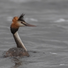 Podiceps cristatus at Wayo, NSW - 27 Nov 2021 10:15 AM