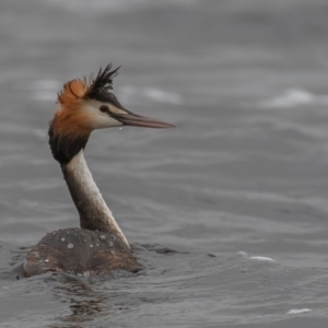 Podiceps cristatus at Wayo, NSW - 27 Nov 2021 10:15 AM