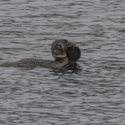 Biziura lobata (Musk Duck) at Wayo, NSW - 27 Nov 2021 by rawshorty