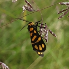 Asura lydia (Lydia Lichen Moth) at Callum Brae - 28 Nov 2021 by LD12