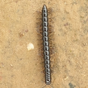 Paradoxosomatidae sp. (family) at Jerrabomberra, ACT - 28 Nov 2021 12:16 PM