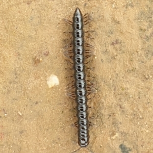 Paradoxosomatidae sp. (family) at Jerrabomberra, ACT - 28 Nov 2021