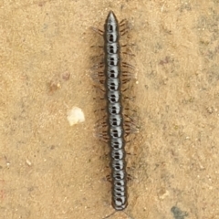 Paradoxosomatidae sp. (family) (Millipede) at Callum Brae - 28 Nov 2021 by LD12