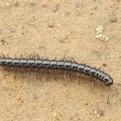 Paradoxosomatidae sp. (family) at Jerrabomberra, ACT - 28 Nov 2021 12:16 PM