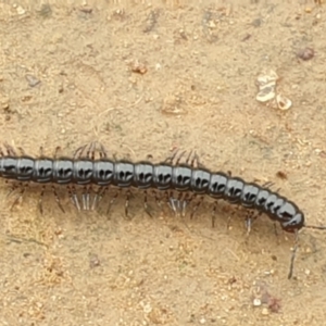 Paradoxosomatidae sp. (family) at Jerrabomberra, ACT - 28 Nov 2021