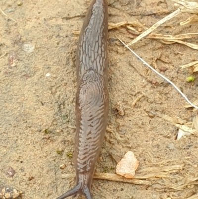Deroceras laeve (Marsh Slug) at Callum Brae - 28 Nov 2021 by LD12