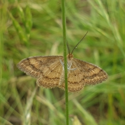 Scopula rubraria (Reddish Wave, Plantain Moth) at Jerrabomberra, ACT - 28 Nov 2021 by LD12