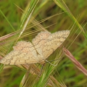 Scopula rubraria at Jerrabomberra, ACT - 28 Nov 2021