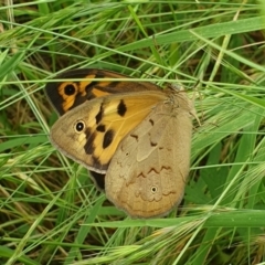 Heteronympha merope (Common Brown Butterfly) at Callum Brae - 28 Nov 2021 by LD12