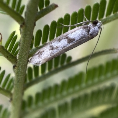 Eusemocosma pruinosa (Philobota Group Concealer Moth) at QPRC LGA - 28 Nov 2021 by SteveBorkowskis