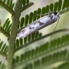 Oecophoridae (family) (Unidentified Oecophorid concealer moth) at Jerrabomberra, NSW - 27 Nov 2021 by Steve_Bok