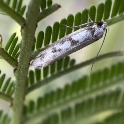Eusemocosma pruinosa (Philobota Group Concealer Moth) at Mount Jerrabomberra - 27 Nov 2021 by SteveBorkowskis