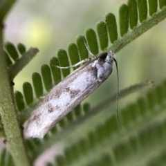 Eusemocosma pruinosa at QPRC LGA - 28 Nov 2021