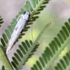 Eusemocosma pruinosa at QPRC LGA - 28 Nov 2021 09:24 AM