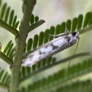 Eusemocosma pruinosa at QPRC LGA - 28 Nov 2021