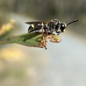 Paralastor sp. (genus) at Jerrabomberra, NSW - 28 Nov 2021