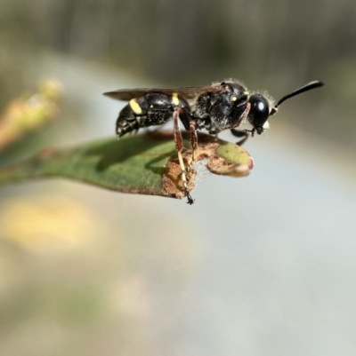 Paralastor sp. (genus) (Potter Wasp) at QPRC LGA - 27 Nov 2021 by Steve_Bok