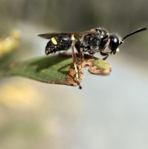 Paralastor sp. (genus) at Jerrabomberra, NSW - 28 Nov 2021