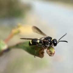 Paralastor sp. (genus) at Jerrabomberra, NSW - 28 Nov 2021