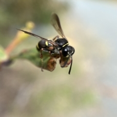 Paralastor sp. (genus) at Jerrabomberra, NSW - 28 Nov 2021