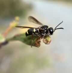 Paralastor sp. (genus) at Jerrabomberra, NSW - 28 Nov 2021