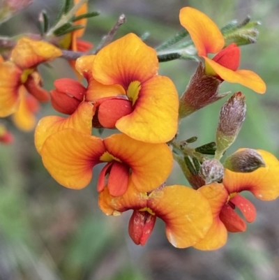 Dillwynia sericea (Egg And Bacon Peas) at Jerrabomberra, NSW - 28 Nov 2021 by SteveBorkowskis