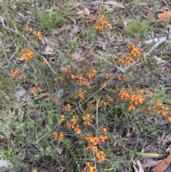 Dillwynia sericea at Jerrabomberra, NSW - 28 Nov 2021 09:43 AM