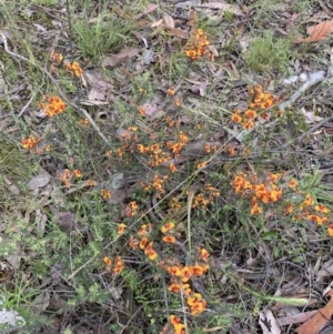 Dillwynia sericea at Jerrabomberra, NSW - 28 Nov 2021