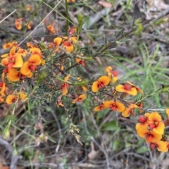 Dillwynia sericea at Jerrabomberra, NSW - 28 Nov 2021 09:43 AM