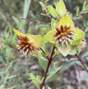 Pimelea linifolia subsp. linifolia at Jerrabomberra, NSW - 28 Nov 2021
